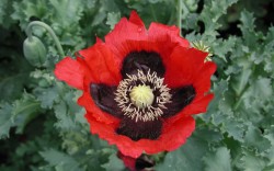 opium poppy 